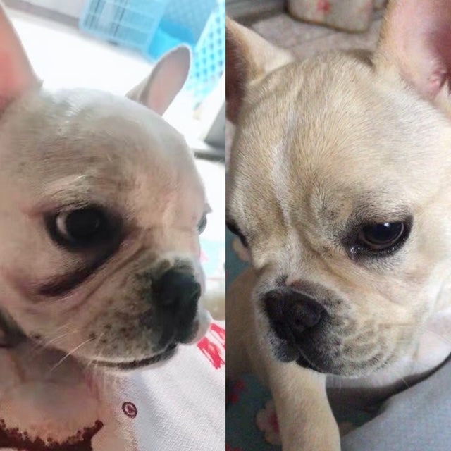 Show Me Plus USA French before and after