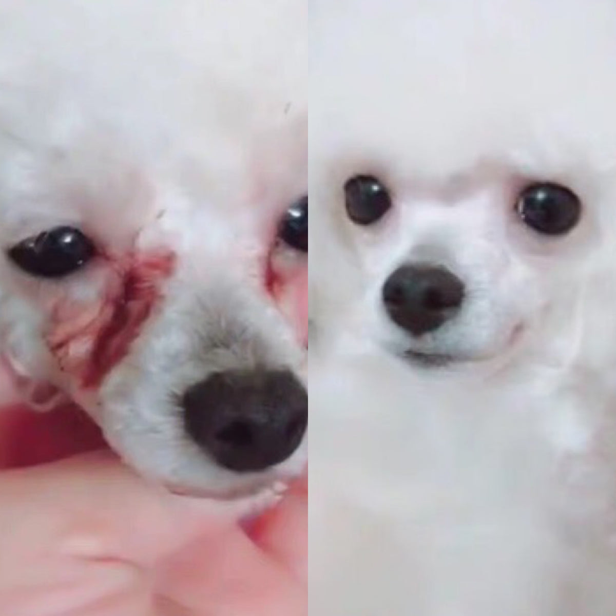 Show Me Plus White Poodle before and after
