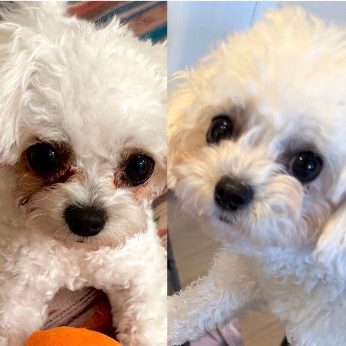 Why Does My Dog Have Tear Stains? The Real Causes Explained - Show Me Plus™ USA