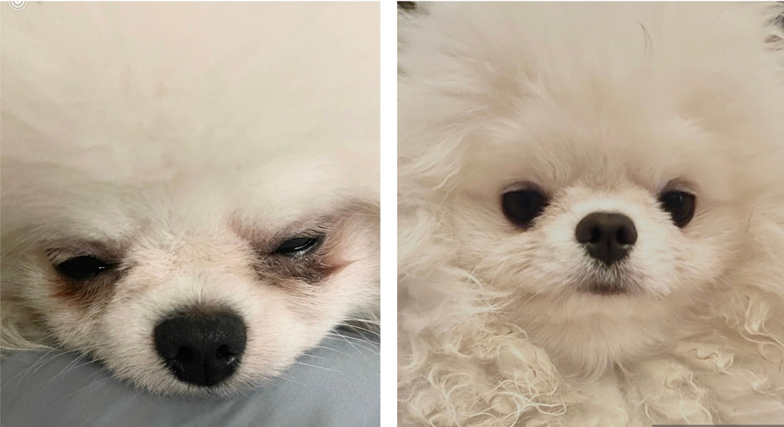 How to Get Rid of Dog Tear Stains: A Complete Guide - Show Me Plus™ USA