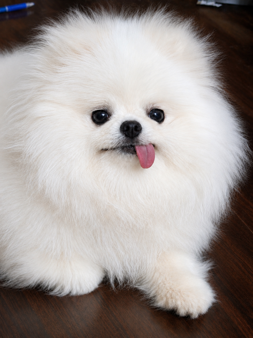 Show Me Plus™ Eye Vita for Dog Tear Stains | White Pom