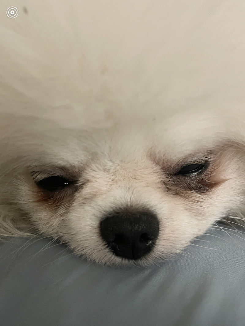 Show Me Plus™ Eye Vita for Dog Tear Stains |  Show Me Plus USA