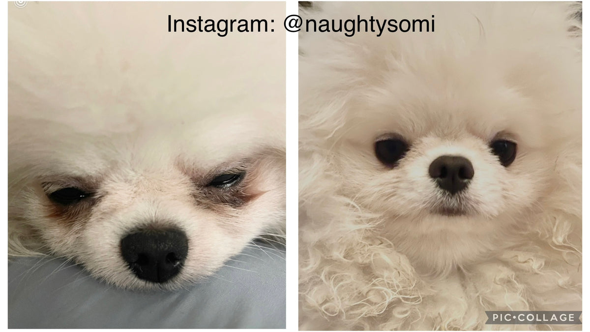 Show Me Plus USA Naughtysomi before and aftere