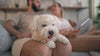 Show Me Plus™ Eye Vita for Dog Tear Stains | Dog Tear Stain Remover