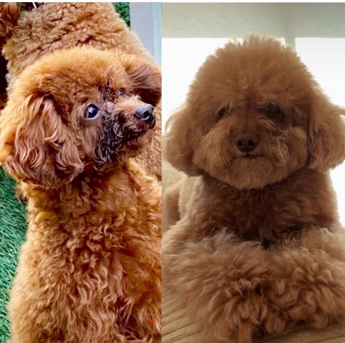 Show Me Plus USA Poodle before and after